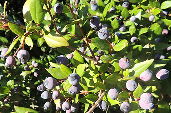 Myrte commun (photo)