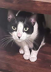 My beautiful cat, Domino