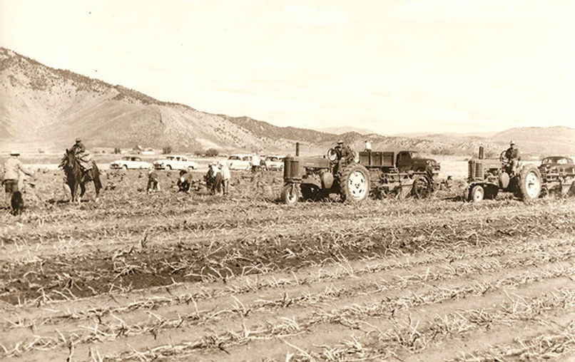 tractorsandhorses.jpg