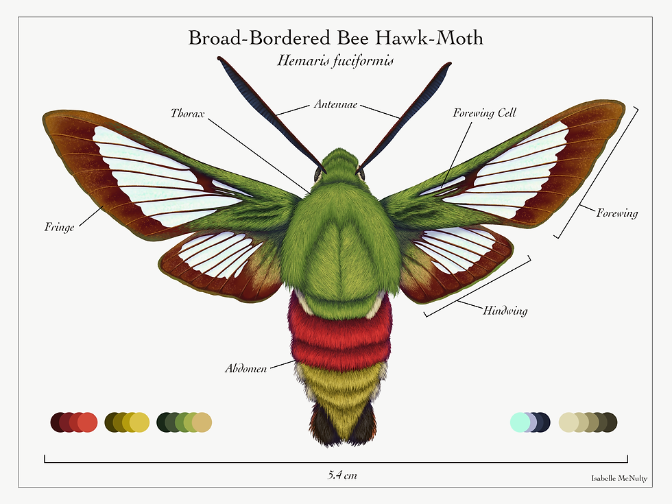 Broad-Banded Bee Hawk Moth