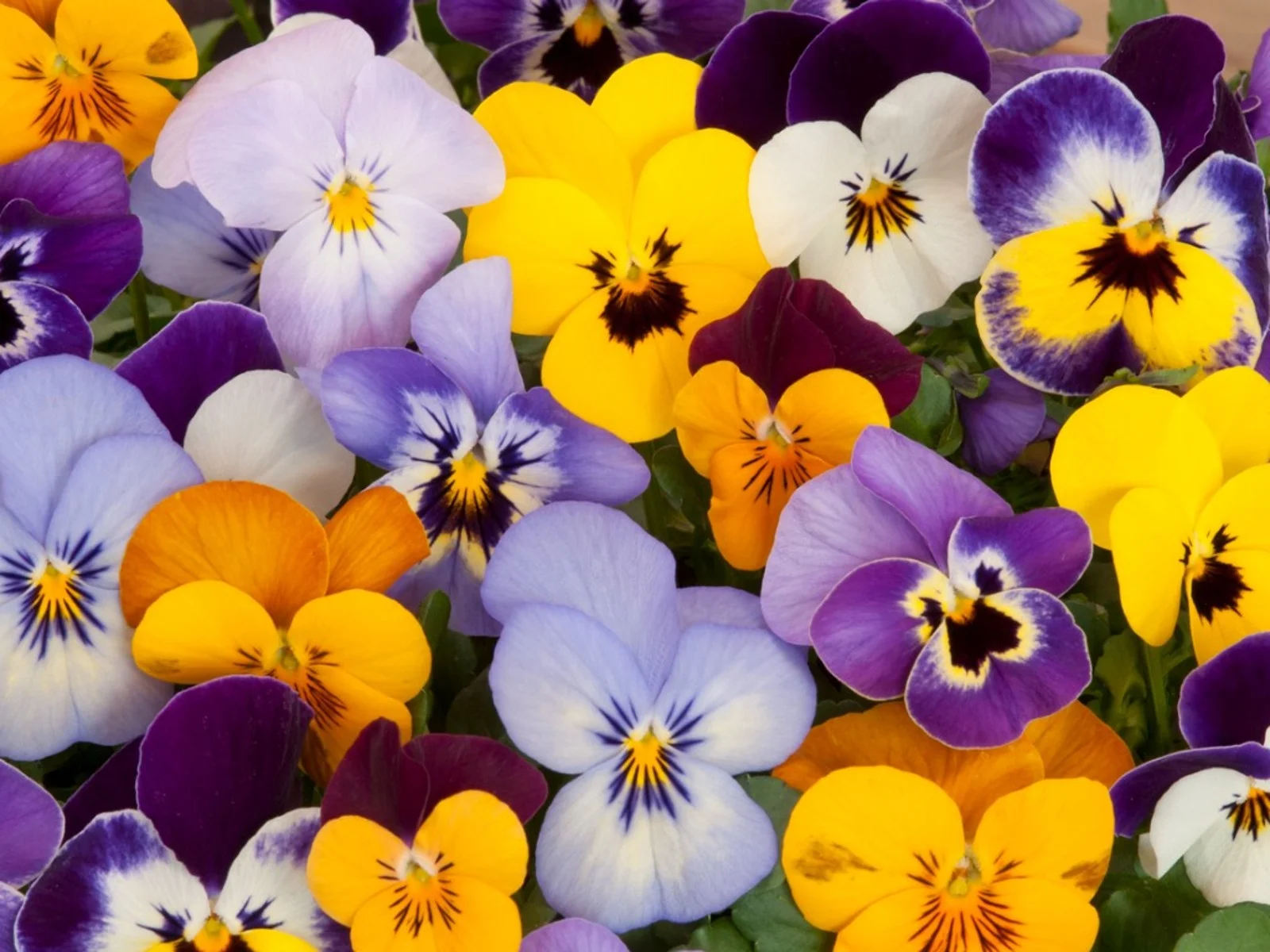 10-pansy-varieties.jpg.webp