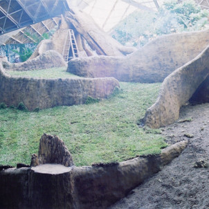 Gorilla habitat