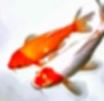 Koi Fish