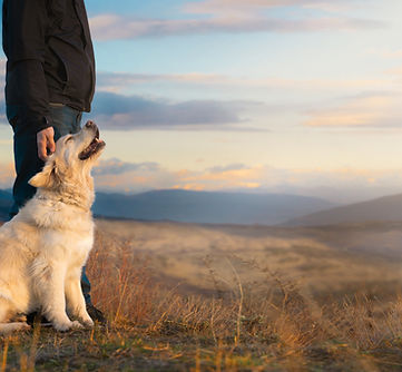 Hunde-Energie-Training Verhaltenspsychologie