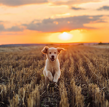 Hunde-Energie-Training Verhaltenspsychologie