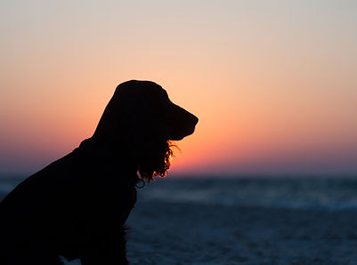 Hunde-Energie-Training Verhaltenspsychologie