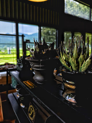 陶AGAVE