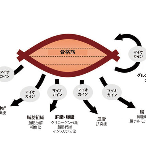 筋トレ最強ホルモン『マイオカイン』腕立て伏せでの増やし方と若返り効能･種類