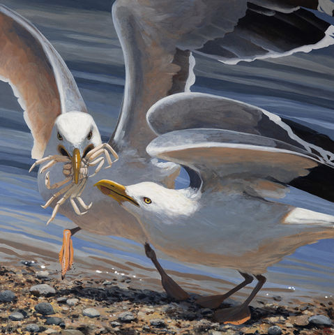 Western Gulls