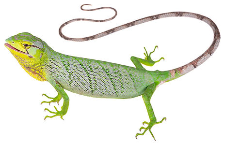 Polychrus gutturosus