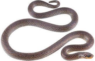 Atractus pamplonensis