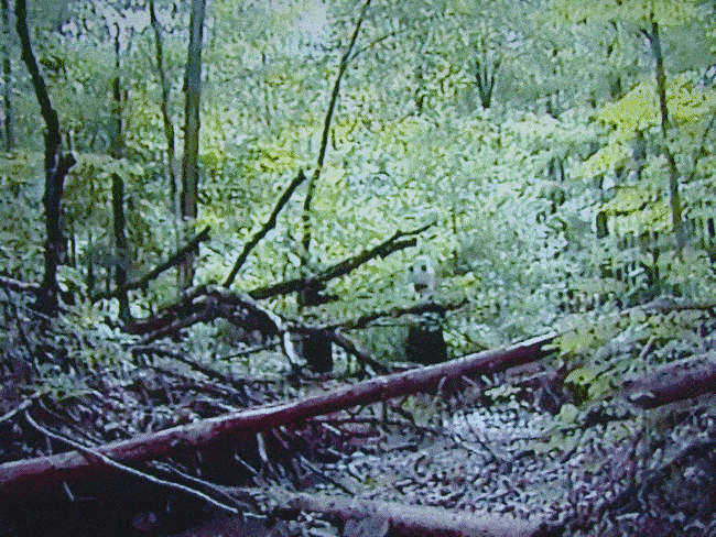 Men In Suit In The Woods