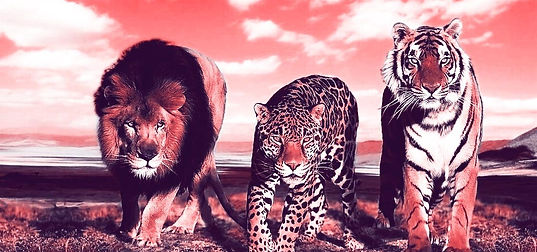 grandes felinos jaguares angie brenes