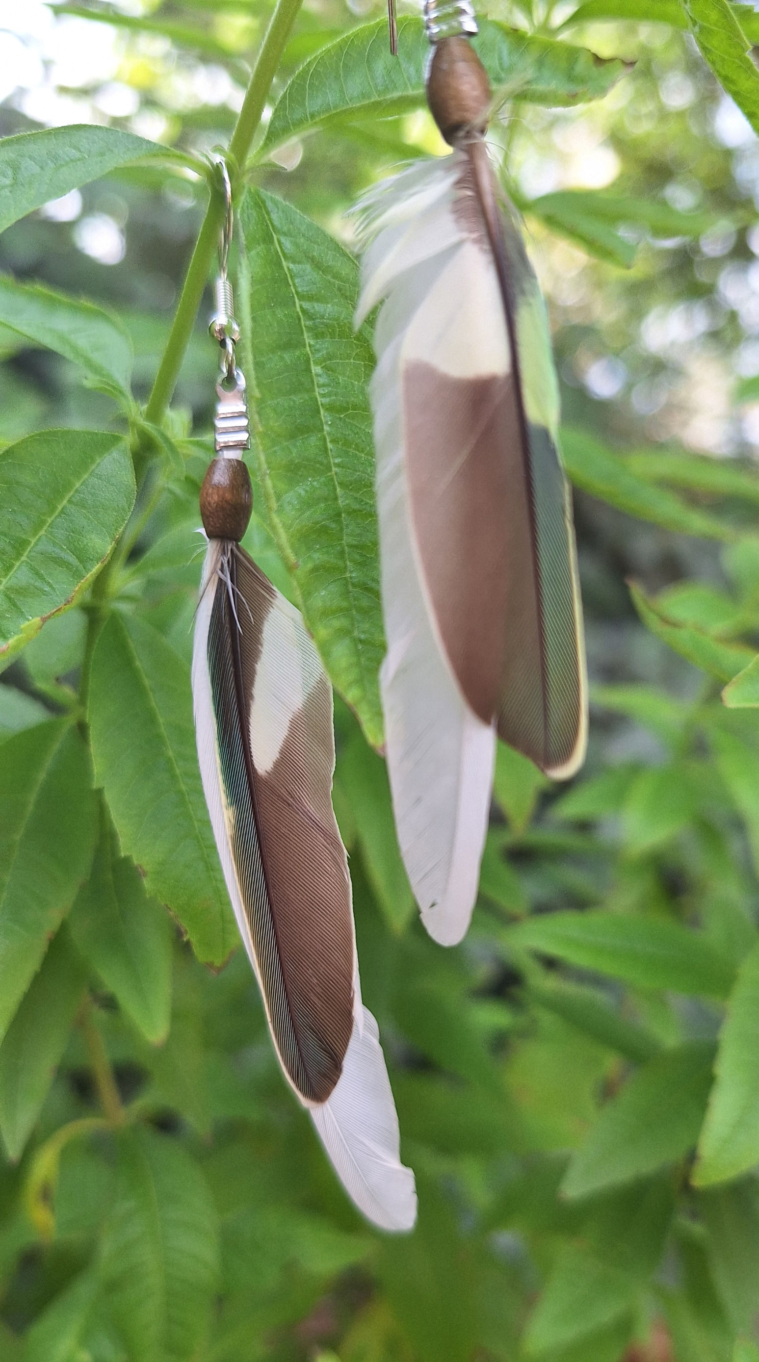 Boucles d'oreilles perruche