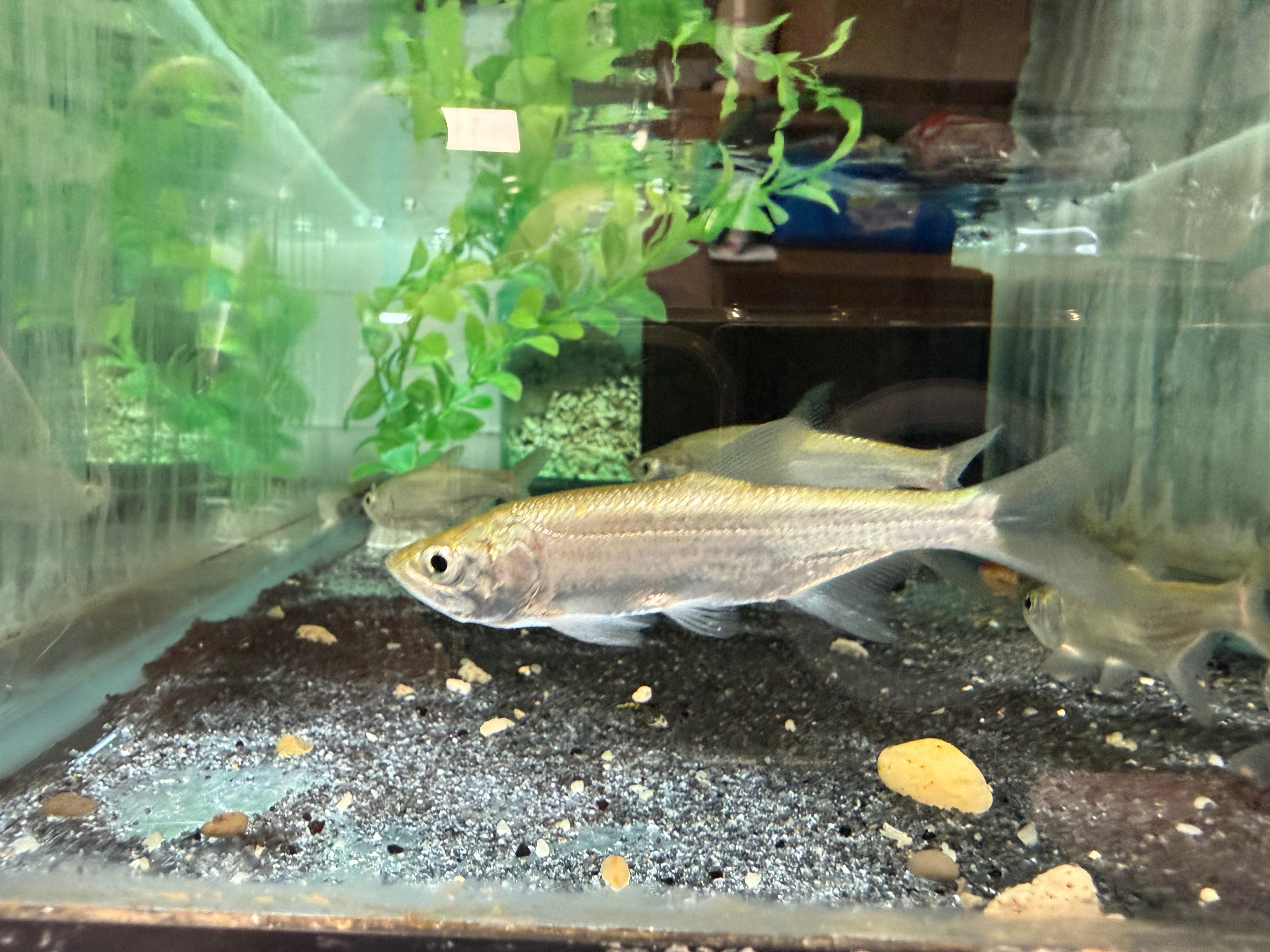 Indo Tarpon