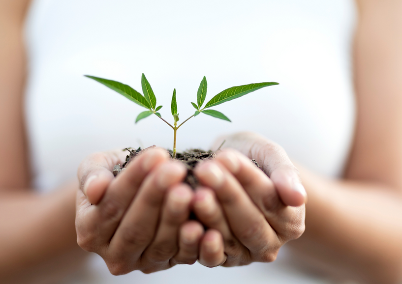 Women holding plant in hands representing growth