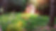 wildflowers.jpg