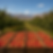 pic4.png