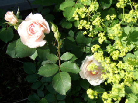 Fragrance in the Garden