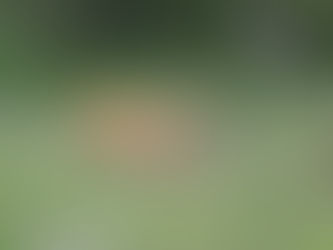 Inglewood Bird Sanctuary