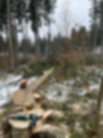 Gefällter Baumstamm im Winterwald als Forstdienstleistung.