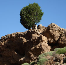 004 - un raro albero.JPG