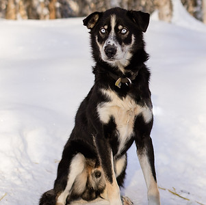 Anna_s in Alaska Dog Mushing-0906.jpg