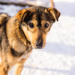 Anna_s in Alaska Dog Mushing-0838.jpg