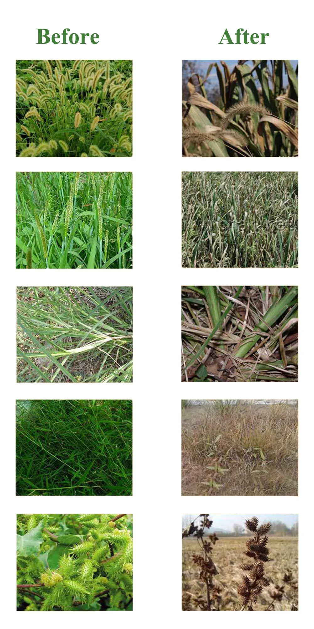 Herbicide Glyphosate 95 percent glyphosate 97 technical raw material 95