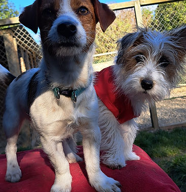 Jack Russell's