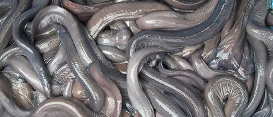 日本全国のなまこ販売中 乾燥海鼠塩蔵ナマコ 日本全国の海鼠 ホタテ 鮑 海産物を加工して輸出販売しています 北海道 青森 関中 関東 関西 九州 沖縄