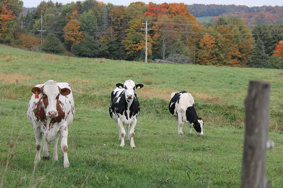Cows Grazing at Fairmont