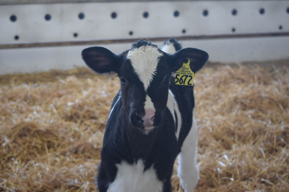 Calf at Fairmont.JPG