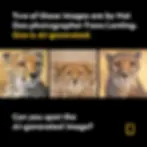 Three cheetah images; one is AI-generated. Text asks to identify it, mentioning Nat Geo photographer Frans Lanting. Black background.
