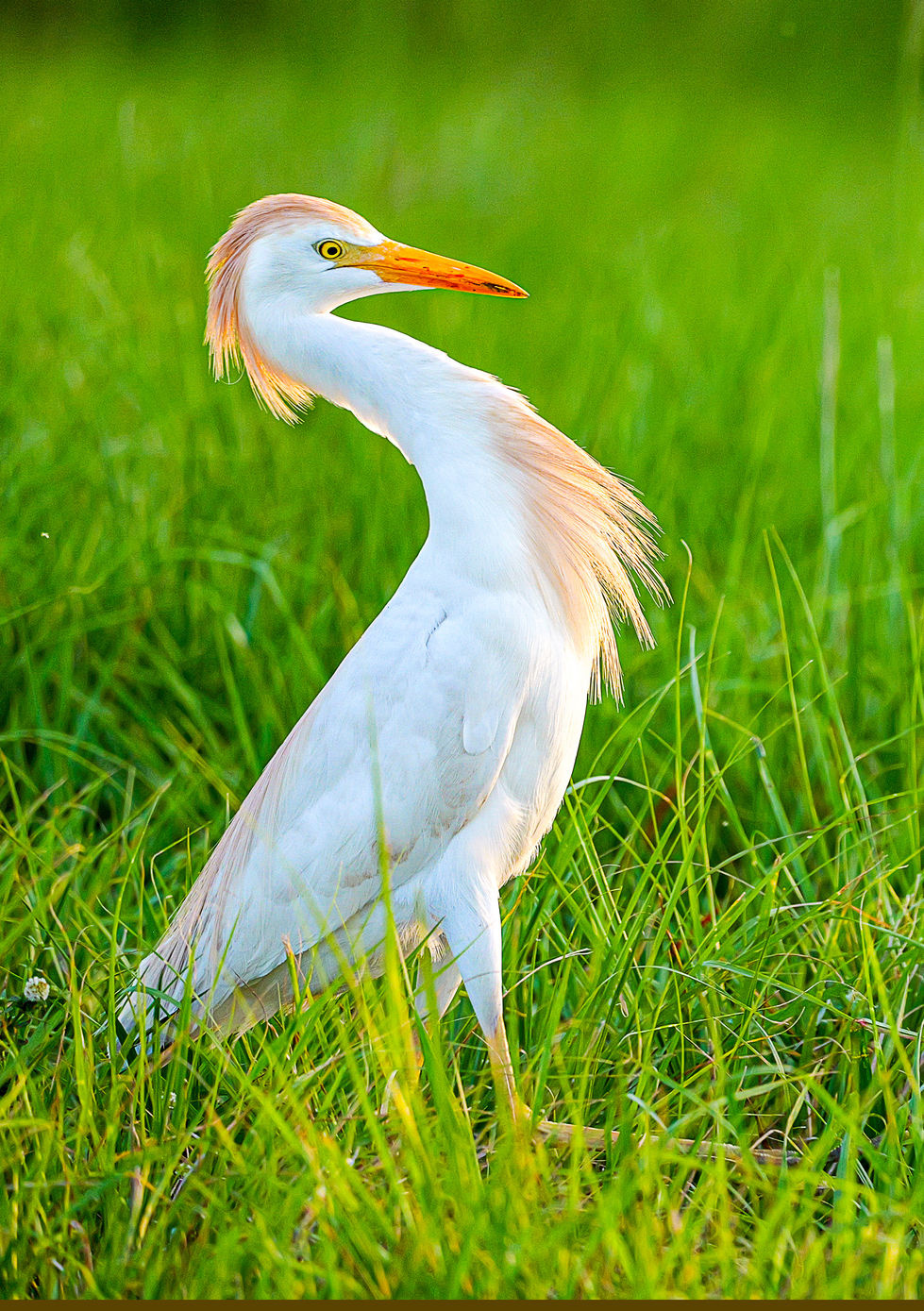 Cattle Egret Displaying