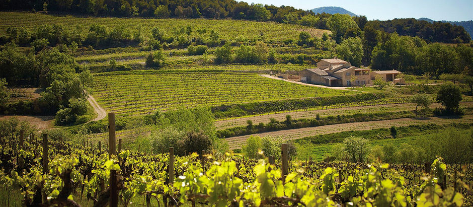 The Impact of Climate Change on Grapevines