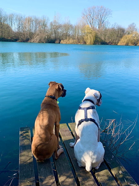 2 Boxer am See.jpg