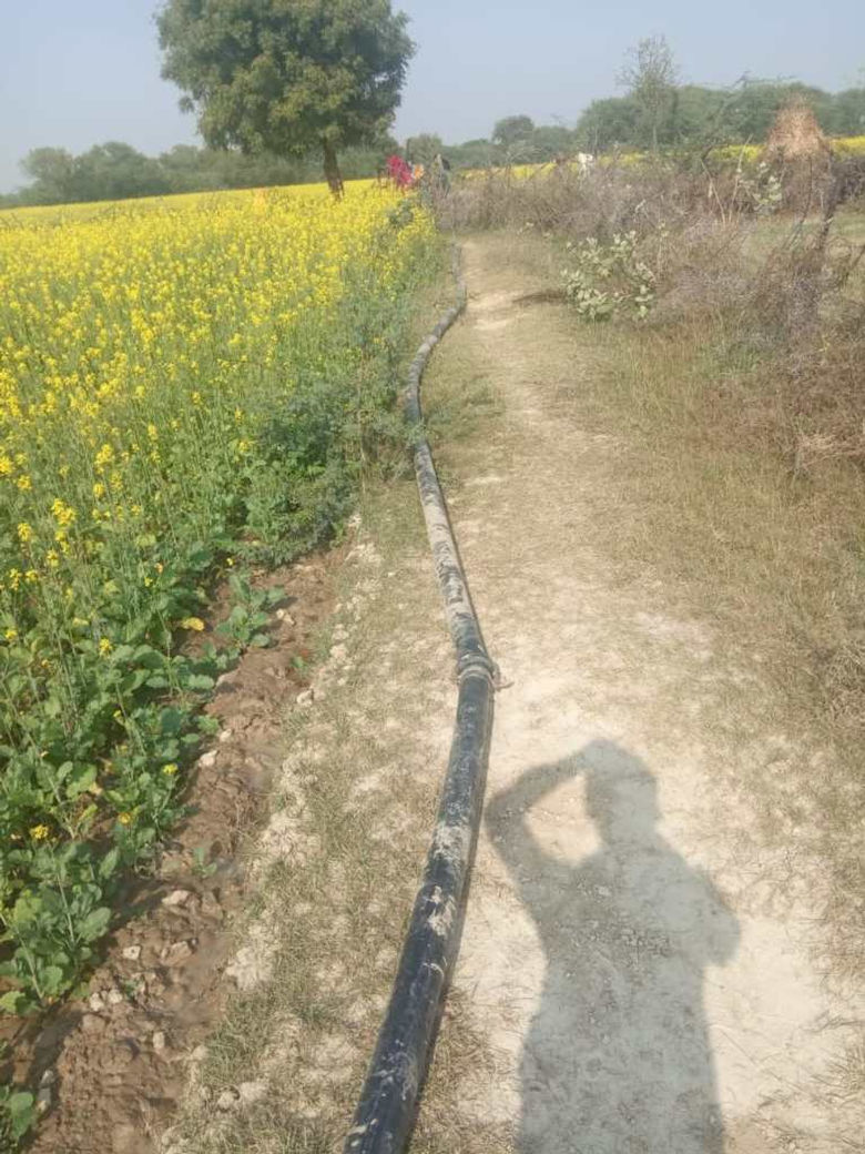 Vibrant mustard plants thrive on a lush farm,