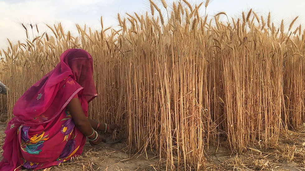 A Rajasthani woman engaging in traditional grain crop harvesting using a sickle, preserving cultural practices and agricultural heritage.