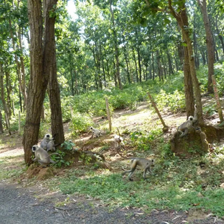 A group of monkeys frolicking along the roadside.