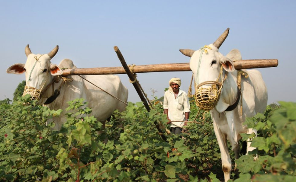 A farmer tilling his field with the help of bullocks.