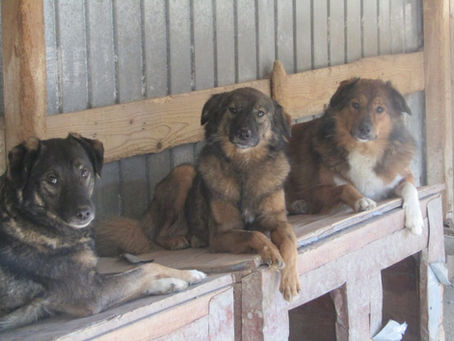 The Trio Who Grew Old With Us… 🐾💔
