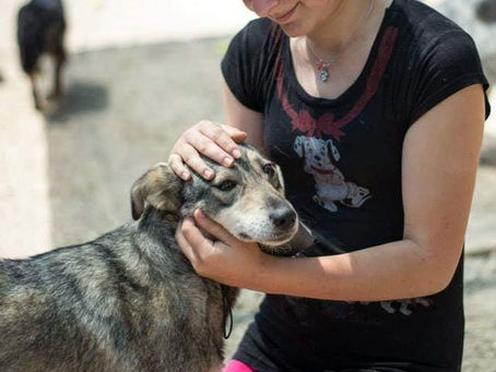 Celebrating Compassion: Honoring Alexandra Sava of Sava's Safe Haven