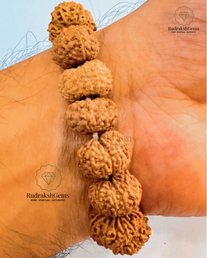 Thumbnail: 11 Mukhi Rudraksh Bracelet 
