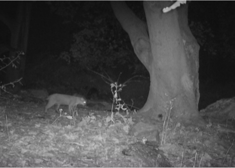 Bobcats Spotted on Campus; Students Assured They're not a Threat