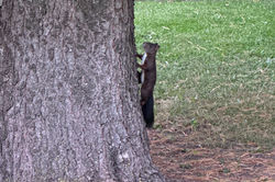 Eichhörnchen im Garten