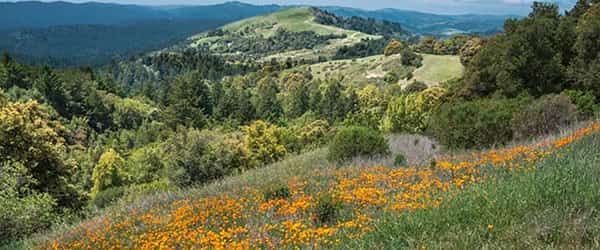 russian-ridge-poppies.jpg