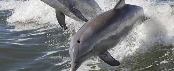 ATTR_dolphins.jpg