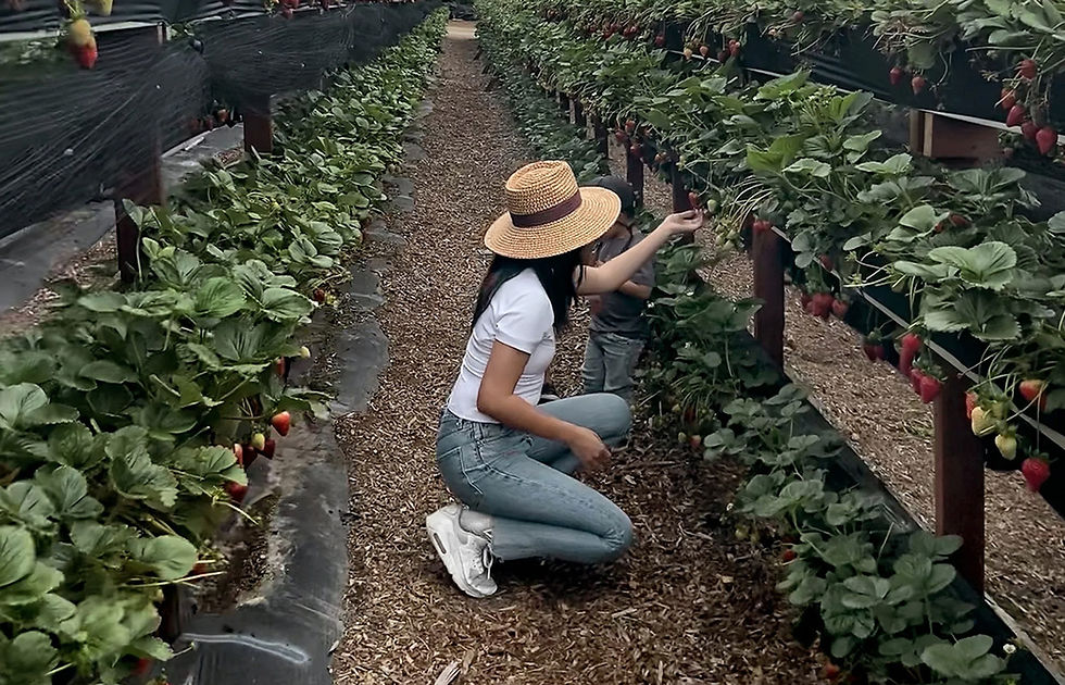 ATTR_Strawberry Picking.jpg