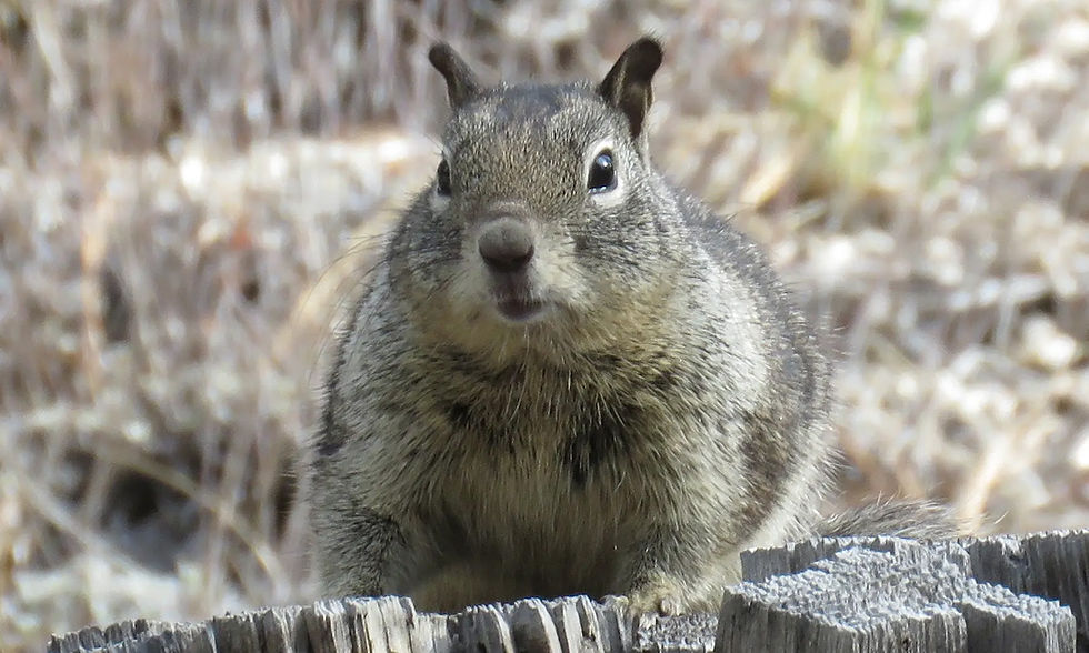ATTR_Chilao Squirrel.jpg